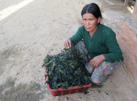 Stinging Nettles for Income