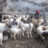 g5ewqt9eMUG-The-sheep-and-the-goats-1