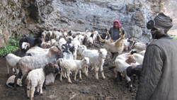 The Sheep and The Goats