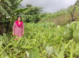 Turmeric: Stimulating commercial cultivation