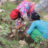 bajhangplant3