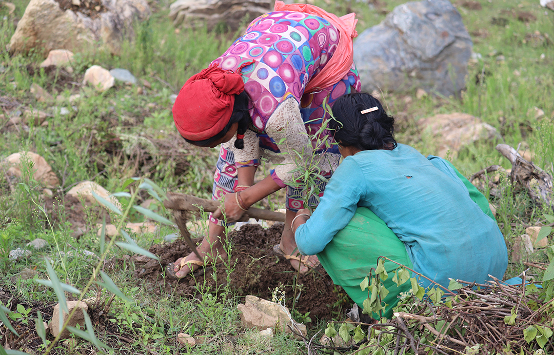 Plant Trees Save Lives United Mission To Nepal