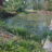1_Polluted-reed-bed-pond