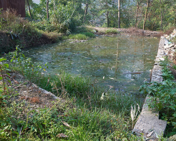 1_Polluted-reed-bed-pond