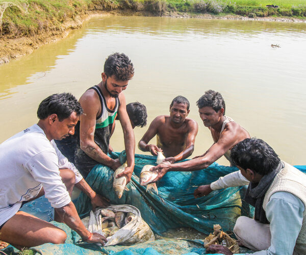 kapilvastu-fish