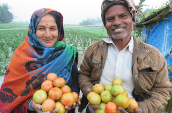 kapilvastu-tomatot