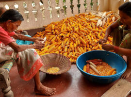 Trees and maize to fight drought and desertification