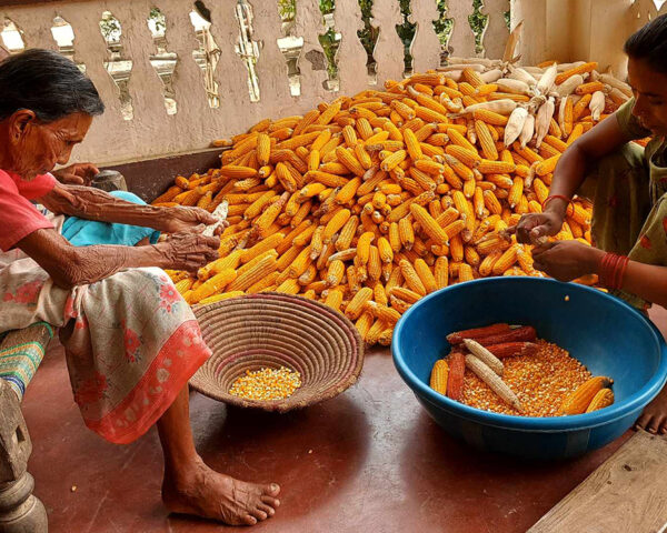 1_peeling-off-maize-cob
