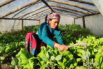 Seeds of Hope