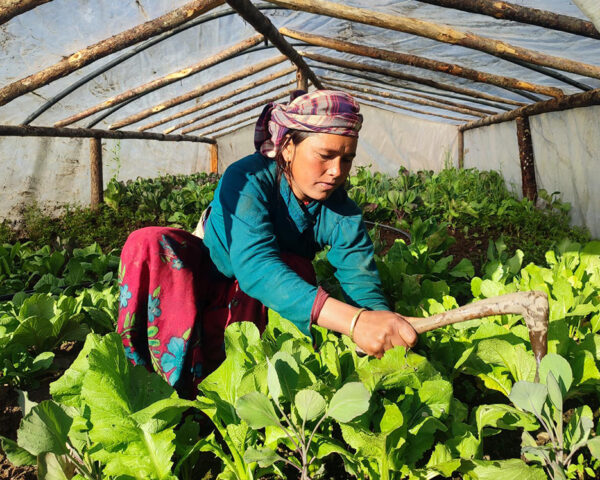 Rukum-janma-seed-story2