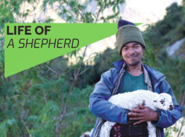 Life of a Shepherd