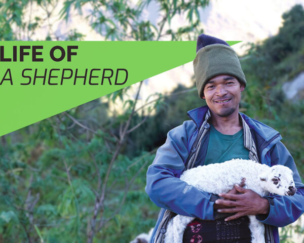 life-of-shepherd-th