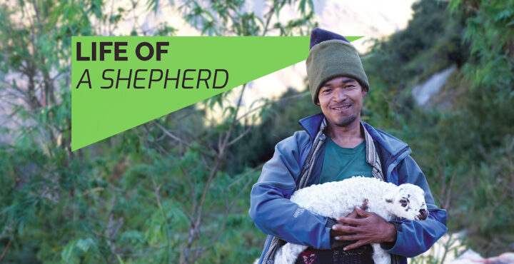 life-of-shepherd-th