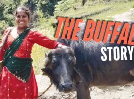 The Buffalo Story