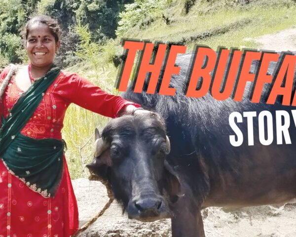 buffalo bajhang