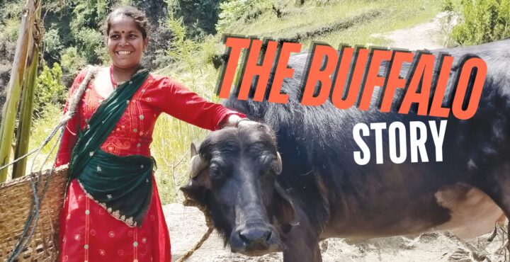 buffalo bajhang